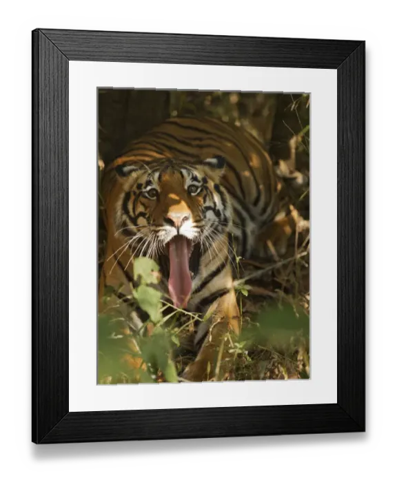 Framed Print : Asia, India, Bandhavgarh National Park, Madhya Pradesh, Bengal tiger, or Royal Bengal tiger Framed Print : Asia, India, Bandhavgarh National Park, Madhya Pradesh, Bengal tiger, or Royal Bengal tiger