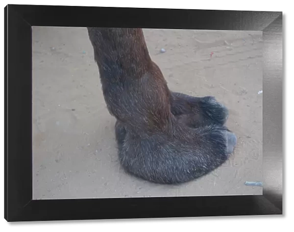 Weirdly squishy camel foot, Pushkar, Rajasthan, India