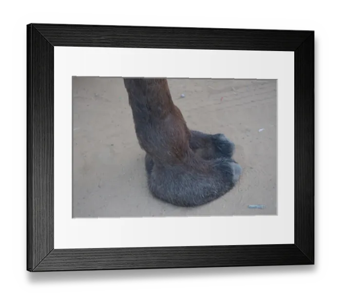 Framed Print : Weirdly squishy camel foot, Pushkar, Rajasthan, India Framed Print : Weirdly squishy camel foot, Pushkar, Rajasthan, India