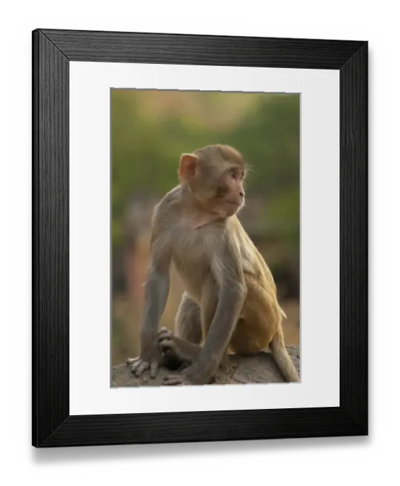 Framed Print : Young Rhesus monkey, Monkey Temple, Jaipur, Rajasthan, India Framed Print : Young Rhesus monkey, Monkey Temple, Jaipur, Rajasthan, India