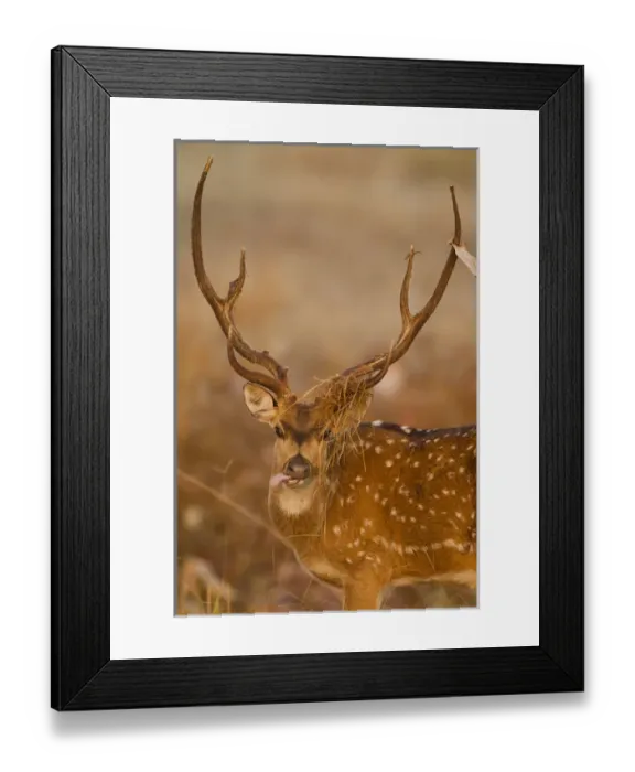 Framed Print : Asia, India, Kanha National Park, Madhya Pradesh, Chital or Cheetal, aka Spotted Deer Framed Print : Asia, India, Kanha National Park, Madhya Pradesh, Chital or Cheetal, aka Spotted Deer