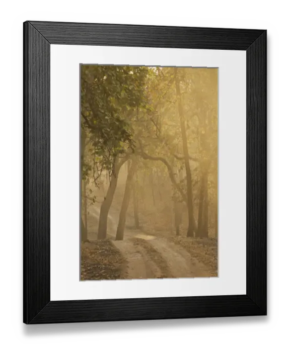 Framed Print : Asia, India, Bandhavgarh National Park, early morning fog, tree lined road Framed Print : Asia, India, Bandhavgarh National Park, early morning fog, tree lined road