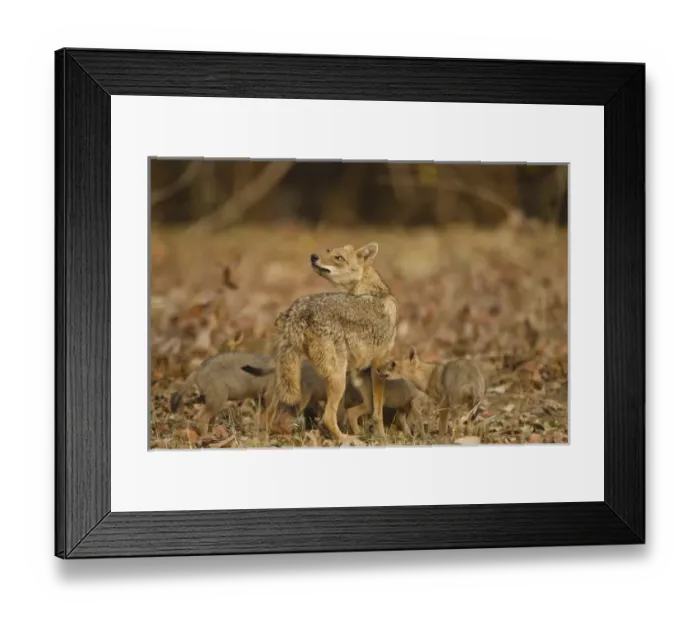 Framed Print : Asia, India, Pench National Park, Madhya Pradesh, Jackal, Canis aureus indicus, mother feeding pups