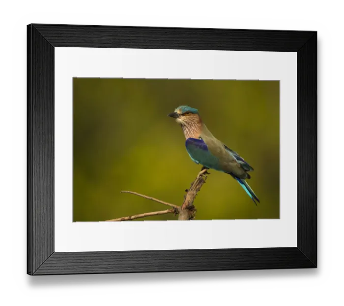 Framed Print : Asia, India, Bandhavgar National Park, Indian Roller, Coracias benghalensis, perched Framed Print : Asia, India, Bandhavgar National Park, Indian Roller, Coracias benghalensis, perched