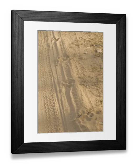 Framed Print : Asia, India, Bandhavgarh National Park, Tiger tracks Framed Print : Asia, India, Bandhavgarh National Park, Tiger tracks