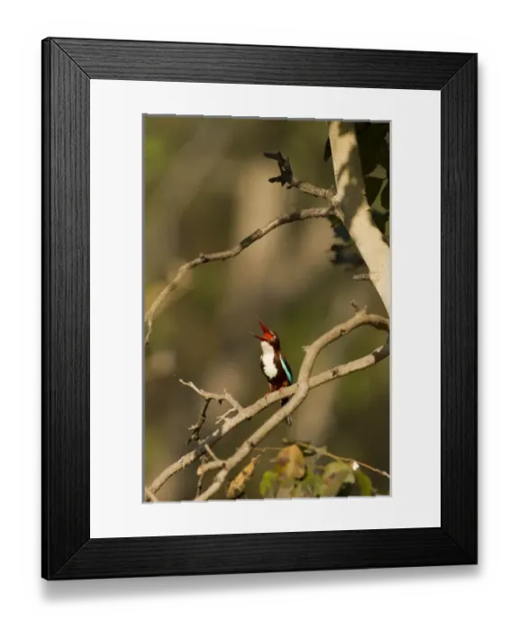 Framed Print : Asia, India, Pench National Park, Madhya Pradesh, White-throated Kingfisher, Halcyon smyrnensis Framed Print : Asia, India, Pench National Park, Madhya Pradesh, White-throated Kingfisher, Halcyon smyrnensis