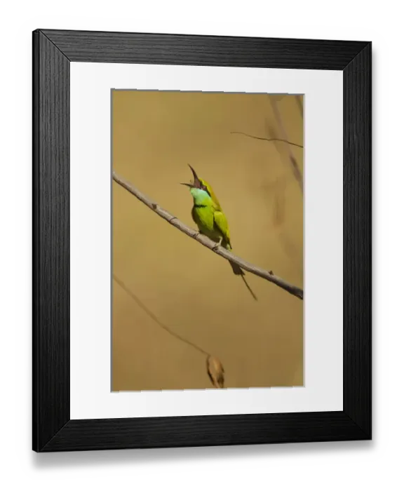 Framed Print : Asia, India, Kanha National Park, Little Green Bee-eater, Merops orientalis, on branch