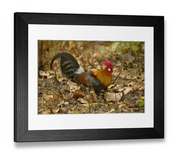 Framed Print : Asia, India, Kanha National Park, Madhya Pradesh, Red junglefowl, Gallus gallus, male Framed Print : Asia, India, Kanha National Park, Madhya Pradesh, Red junglefowl, Gallus gallus, male