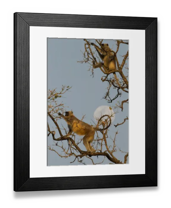 Framed Print : Asia, India, Pench National Park, Madhya Pradesh, Hanuman Langur, gray langur, Semnopithecus Framed Print : Asia, India, Pench National Park, Madhya Pradesh, Hanuman Langur, gray langur, Semnopithecus