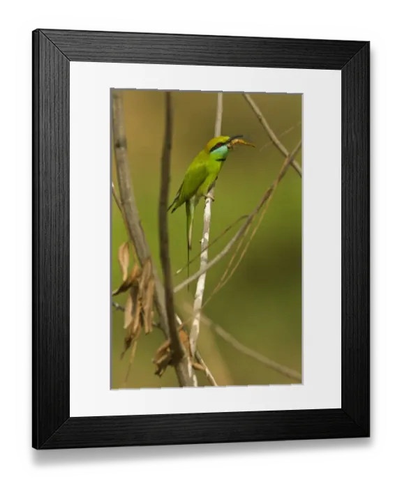 Framed Print : Asia, India, Kanha National Park, Madhya Pradesh, Green Bee-eater, Merops orientalis