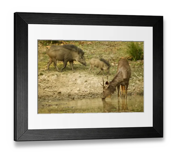 Framed Print : Asia, India, Kanha National Park, Madhya Pradesh, Sambar, Rusa unicolor, standing