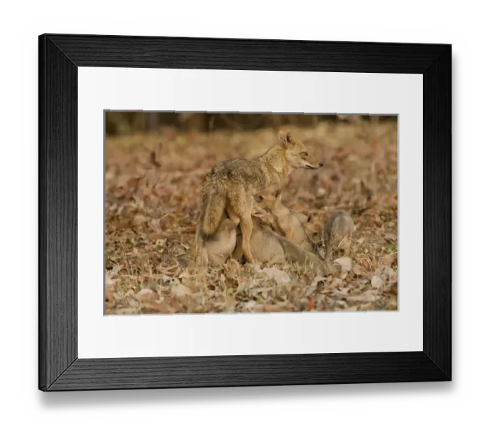 Framed Print : Asia, India, Pench National Park, Madhya Pradesh, Jackal, Canis aureus indicus