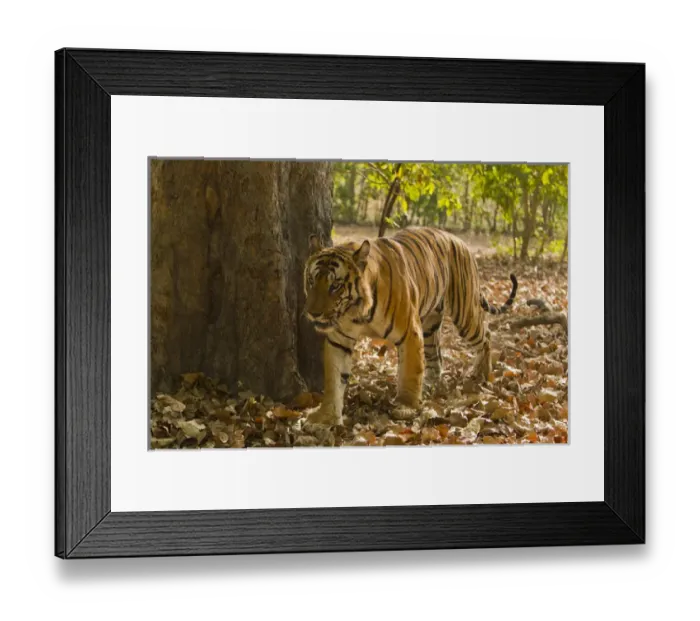 Framed Print : Asia; India Bandhavgarh National Park, Bengal Tiger, Panthera tigris tigris, walking Framed Print : Asia; India Bandhavgarh National Park, Bengal Tiger, Panthera tigris tigris, walking