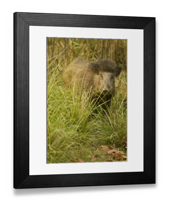 Framed Print : Asia, India, Kanha National Park, Madhya Pradesh, Indian Wild Boar, Sus scrofa cristatus Framed Print : Asia, India, Kanha National Park, Madhya Pradesh, Indian Wild Boar, Sus scrofa cristatus