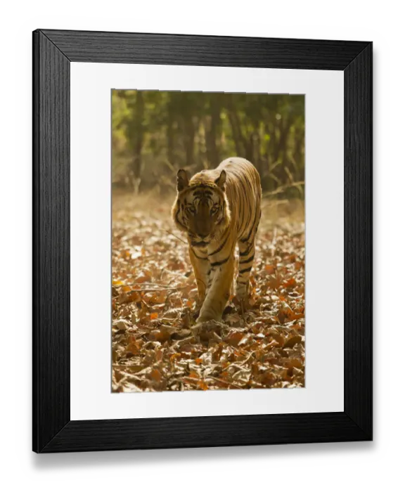 Framed Print : Asia, India, Bandhavgarh National Park, Bengal Tiger, Panthera tigris tigris, walking
