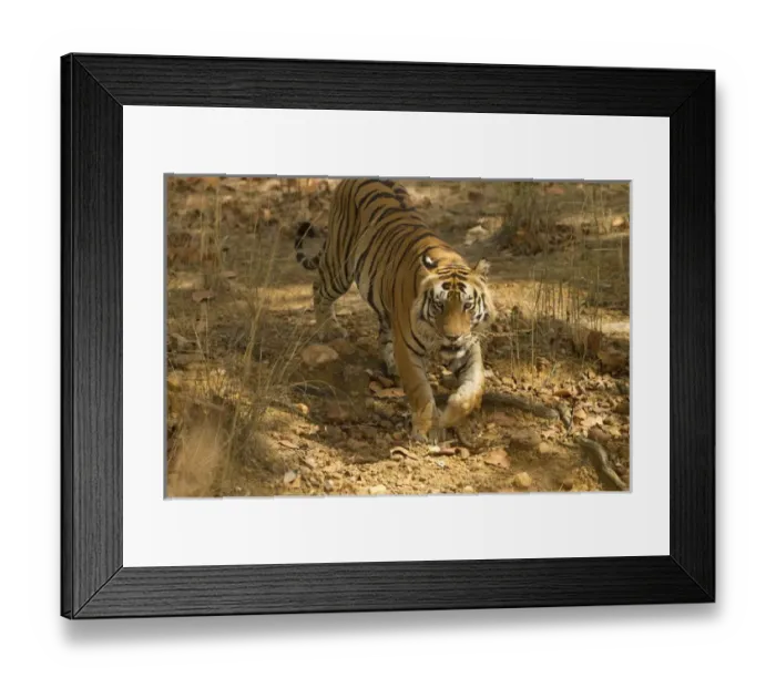Framed Print : Asia, India, Kanha National Park, Bengal Tiger, Panthera tigris tigris, walking, endangered species Framed Print : Asia, India, Kanha National Park, Bengal Tiger, Panthera tigris tigris, walking, endangered species