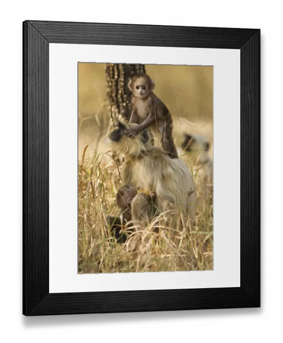 Framed Print : Asia, India, Pench National Park, Madhya Pradesh, Hanuman Langur, gray langur, Semnopithecus Framed Print : Asia, India, Pench National Park, Madhya Pradesh, Hanuman Langur, gray langur, Semnopithecus