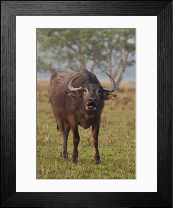 Framed Print : Wild Buffalo in the grassland, Kaziranga National Park, India