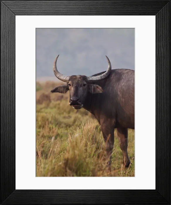 Framed Print : Wild Buffalo, Kaziranga National Park, India Framed Print : Wild Buffalo, Kaziranga National Park, India