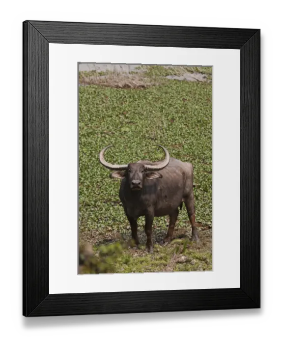 Framed Print : Wild Buffalo near water body, Kaziranga National Park, India Framed Print : Wild Buffalo near water body, Kaziranga National Park, India