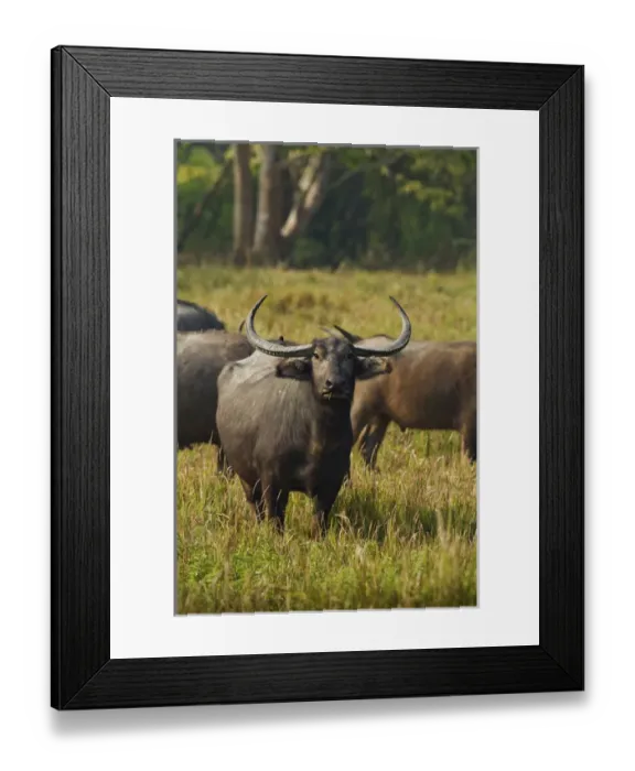Framed Print : Wild Buffalo in the grassland, Kaziranga National Park, India Framed Print : Wild Buffalo in the grassland, Kaziranga National Park, India