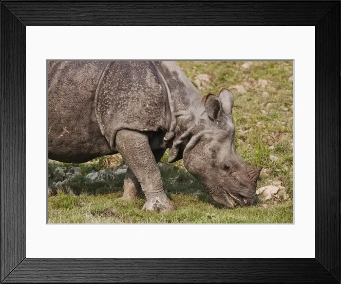 Framed Print : Young One-horned Rhinoceros feeding, Kaziranga National Park, India Framed Print : Young One-horned Rhinoceros feeding, Kaziranga National Park, India