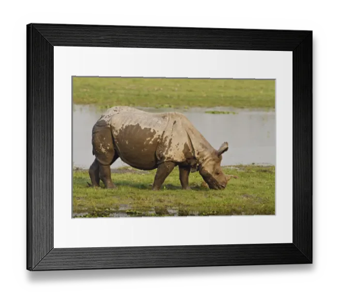 Framed Print : One-horned Rhinoceros feeding near jungle pond, Kaziranga National Park, India Framed Print : One-horned Rhinoceros feeding near jungle pond, Kaziranga National Park, India