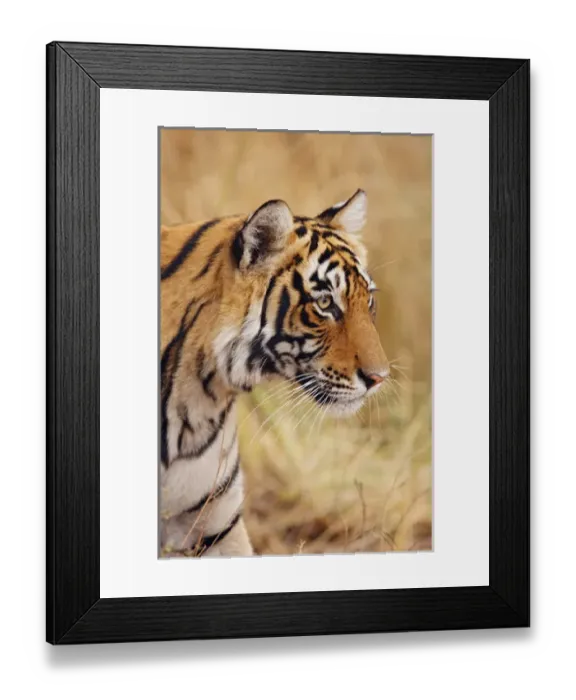 Framed Print : Royal Bengal Tiger watching from the grassland, Ranthambhor National Park, India Framed Print : Royal Bengal Tiger watching from the grassland, Ranthambhor National Park, India