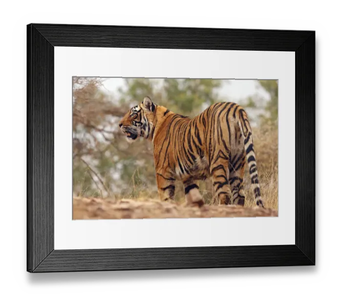 Framed Print : Royal Bengal Tiger on uphill, Ranthambhor National Park, India Framed Print : Royal Bengal Tiger on uphill, Ranthambhor National Park, India