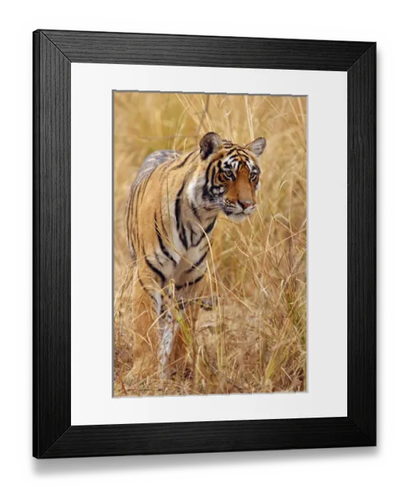 Framed Print : Royal Bengal Tiger watching from the grassland, Ranthambhor National Park, India Framed Print : Royal Bengal Tiger watching from the grassland, Ranthambhor National Park, India