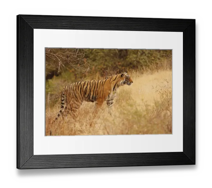 Framed Print : Royal Bengal Tiger watching from the grassland, Ranthambhor National Park, India Framed Print : Royal Bengal Tiger watching from the grassland, Ranthambhor National Park, India