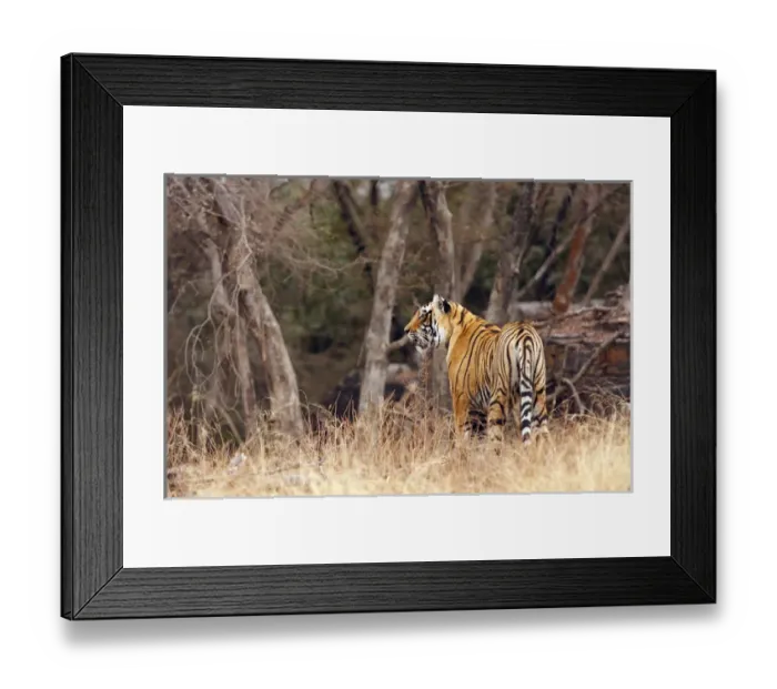 Framed Print : Royal Bengal Tiger walking around its territory, Ranthambhor National Park, India Framed Print : Royal Bengal Tiger walking around its territory, Ranthambhor National Park, India