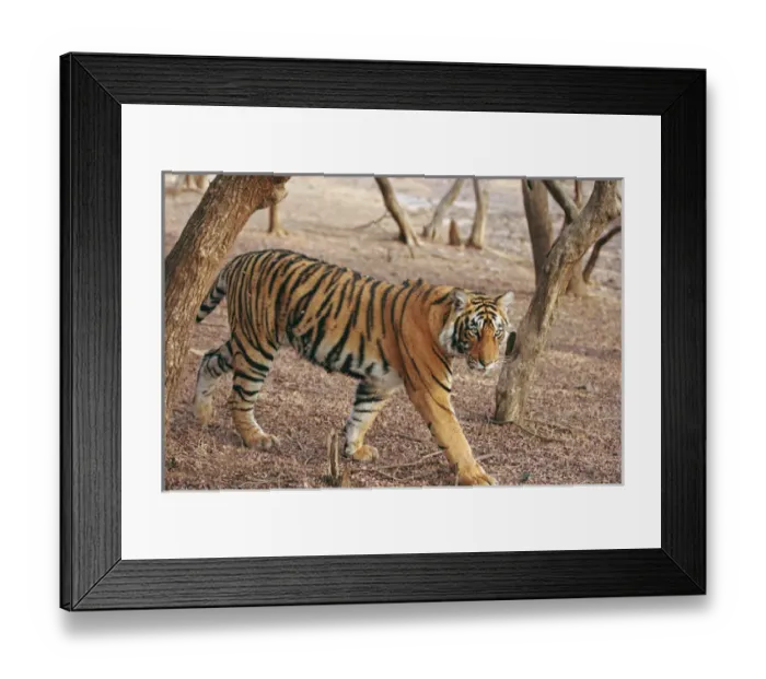 Framed Print : Royal Bengal Tiger coming out of woodland, Ranthambhor National Park, India Framed Print : Royal Bengal Tiger coming out of woodland, Ranthambhor National Park, India