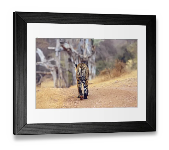 Framed Print : Royal Bengal Tiger walking around irs territory, Ranthambhor National Park, India Framed Print : Royal Bengal Tiger walking around irs territory, Ranthambhor National Park, India