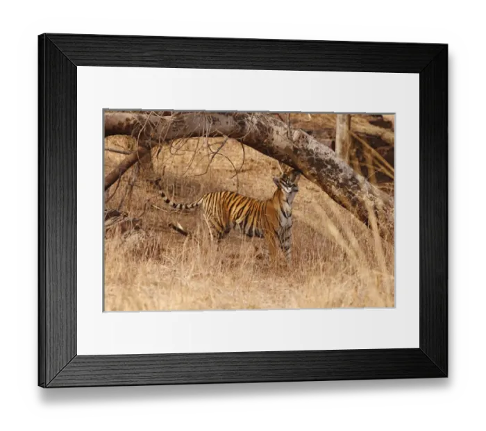 Framed Print : Royal Bengal Tiger catching the scent, Ranthambhor National Park, India