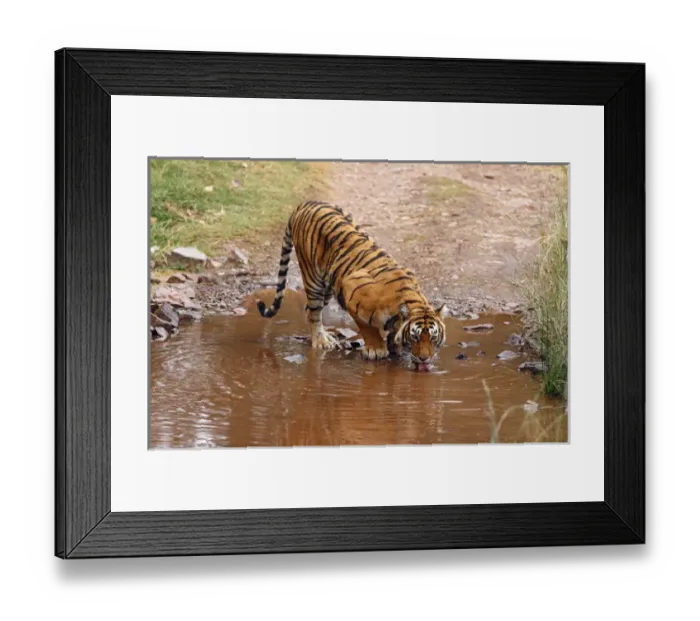 Framed Print : Royal Bengal Tiger drinking water at the rain-filled poodle, Ranthambhor National Park
