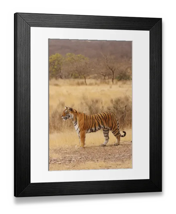 Framed Print : Royal Bengal Tiger in the dry grassland, Ranthambhor National Park, India Framed Print : Royal Bengal Tiger in the dry grassland, Ranthambhor National Park, India