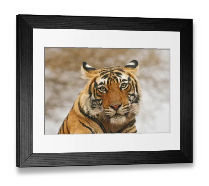 Framed Print : Royal Bengal Tiger - a portrait, Ranthambhor National Park, India