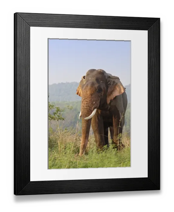 Framed Print : Double-masth Indian Elephant, Corbett National Park, India Framed Print : Double-masth Indian Elephant, Corbett National Park, India