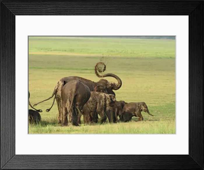 Framed Print : Indian Elephants mud bathing, Corbett National Park, India Framed Print : Indian Elephants mud bathing, Corbett National Park, India