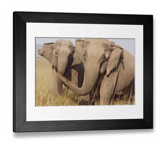 Framed Print : Indian Elephant expressing solidarity, Corbett National Park, India Framed Print : Indian Elephant expressing solidarity, Corbett National Park, India