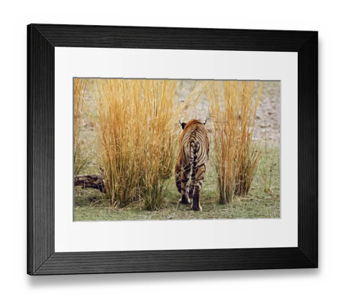 Framed Print : Royal Bengal Tiger out for a walk, Ranthambhor National Park, India Framed Print : Royal Bengal Tiger out for a walk, Ranthambhor National Park, India