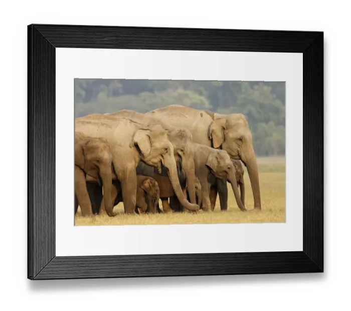 Framed Print : Indian Elephant herd in the grassland, Corbett National Park, India