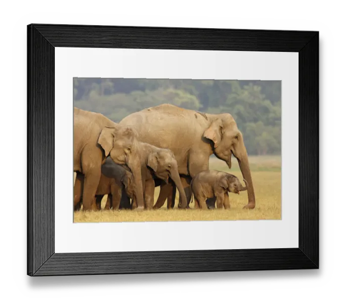 Framed Print : Indian Elephant herd in the grassland, Corbett National Park, India