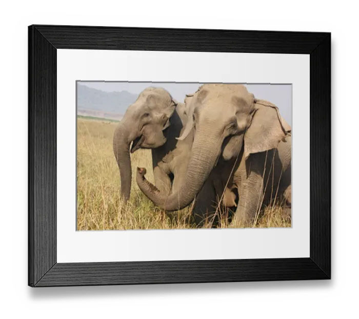 Framed Print : Indian Elephant expressing solidarity, Corbett National Park, India