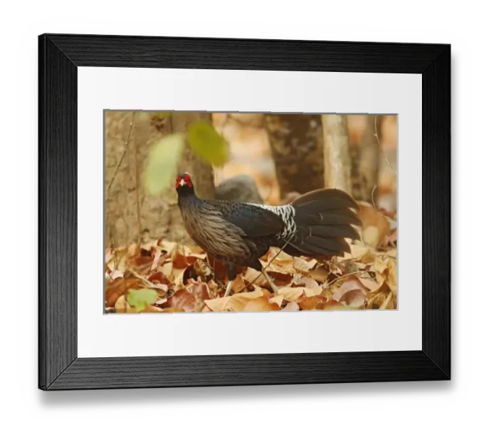 Framed Print : Khaleej Pheasant, Corbett National Park, India Framed Print : Khaleej Pheasant, Corbett National Park, India
