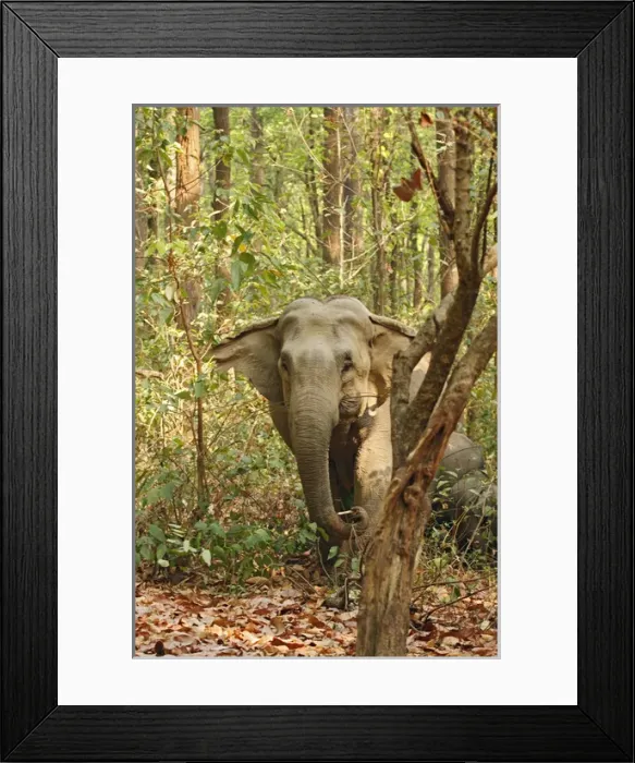 Framed Print : Indian Elephant coming out of Sal forest, Corbett National Park, India