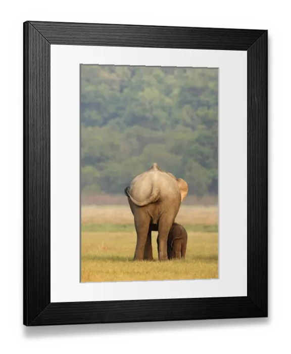 Framed Print : Indian Elephant & young, Corbett National Park, India