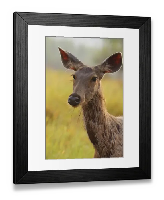 Framed Print : Alert Sambar Deer, Corbett National Park, India Framed Print : Alert Sambar Deer, Corbett National Park, India