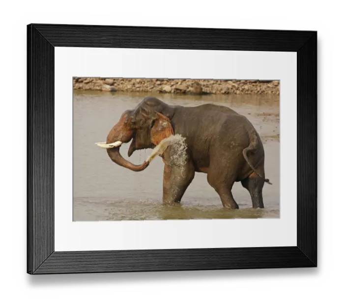 Framed Print : Double-masth Indian Elephant taking bath, Corbett National Park, India